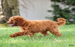 Goldendoodle dogs for sale: Annie - Image 11