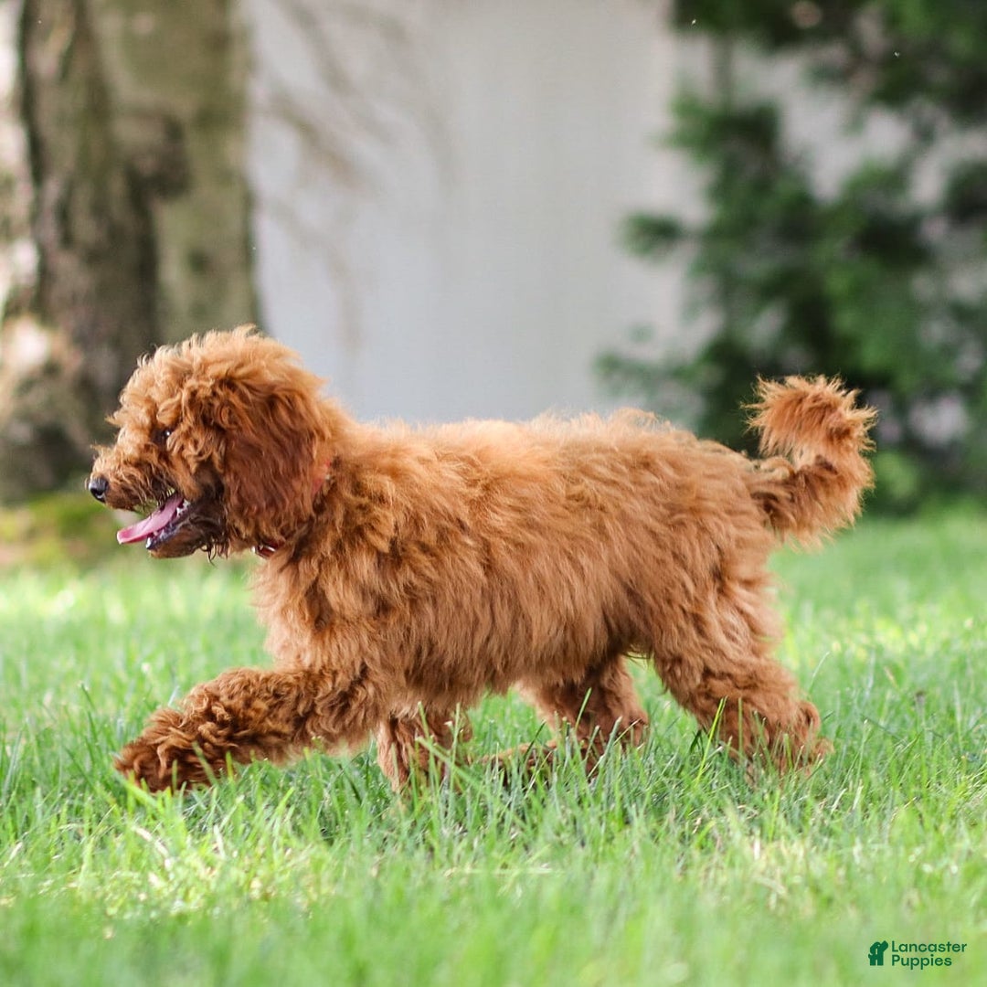 Goldendoodle dogs for sale: Annie - Image 11
