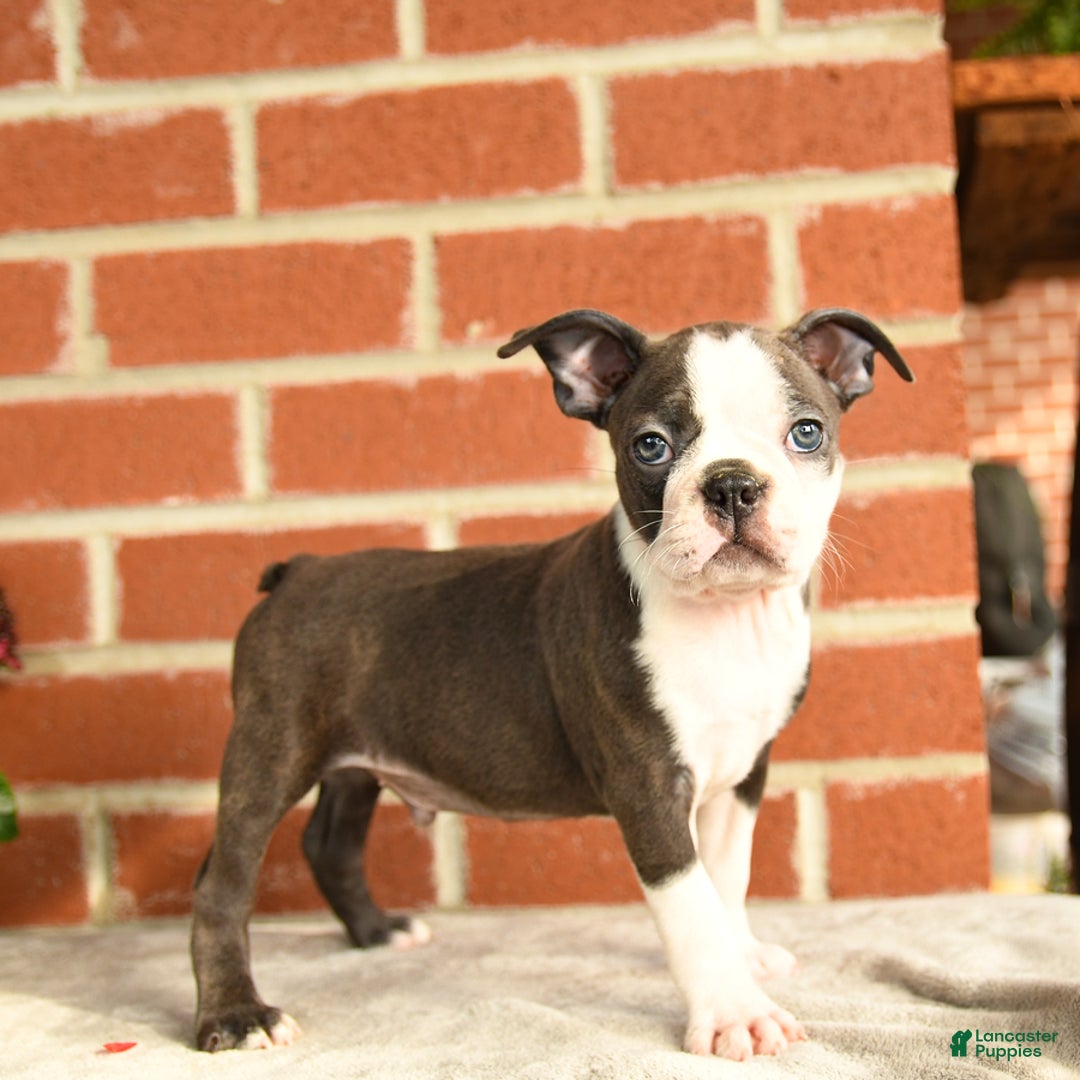Boston Terrier dogs for sale: Archie - Image 2
