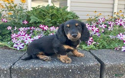 Miniature Dachshund dogs for sale: Miles - Image 12