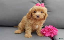 Cavapoo dogs for sale: Caramel - Image 2