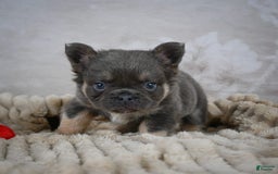 French Bulldog dogs for sale: Roscoe - Image 9