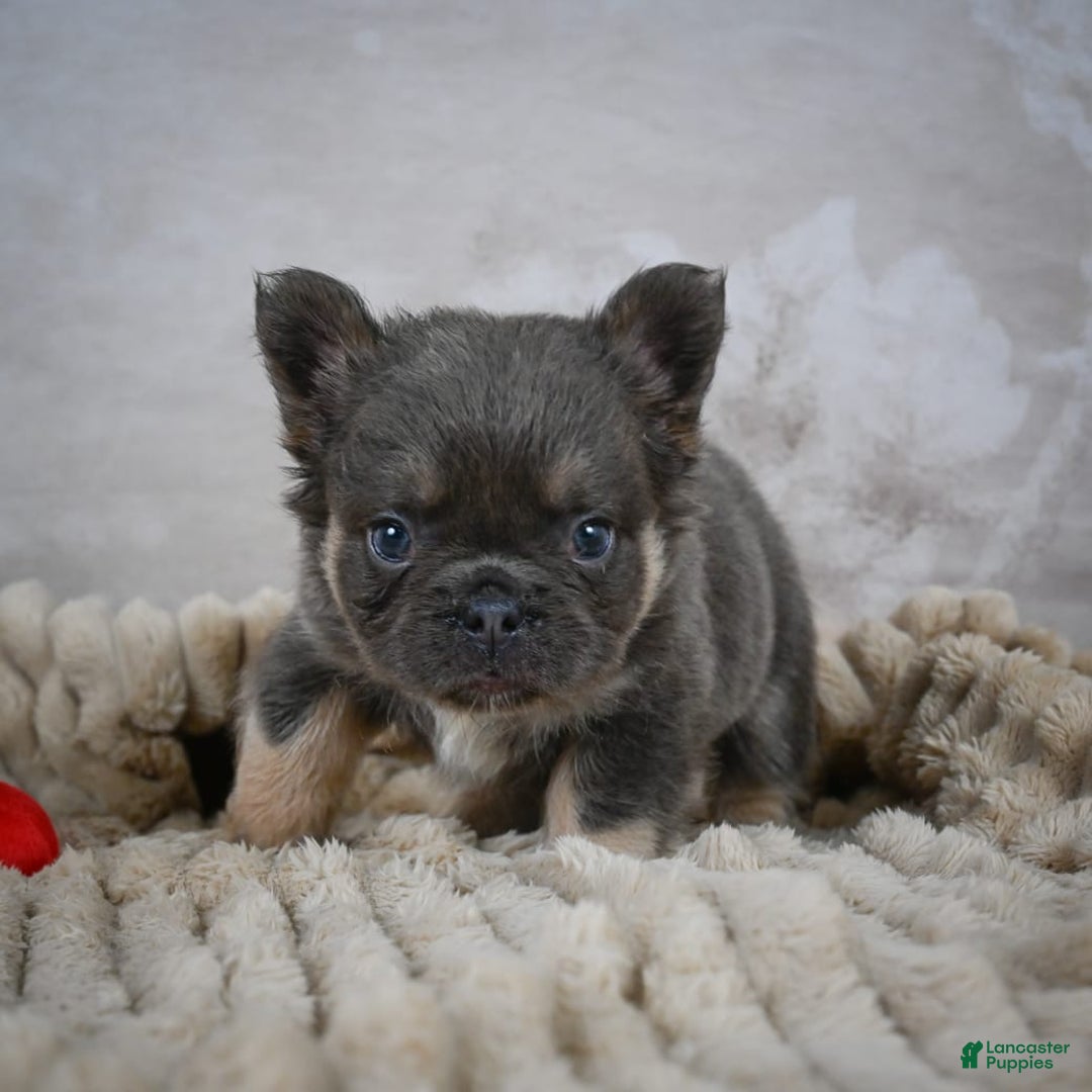 French Bulldog dogs for sale: Roscoe - Image 9