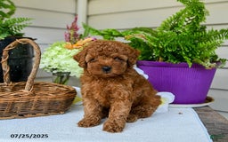 Toy Poodle dogs for sale: Niko - Image 5