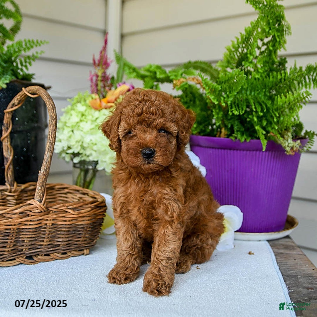 Toy Poodle dogs for sale: Niko - Image 5