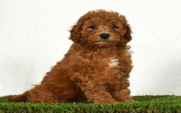 Mini Goldendoodle dogs for sale: Dixie - Image 5