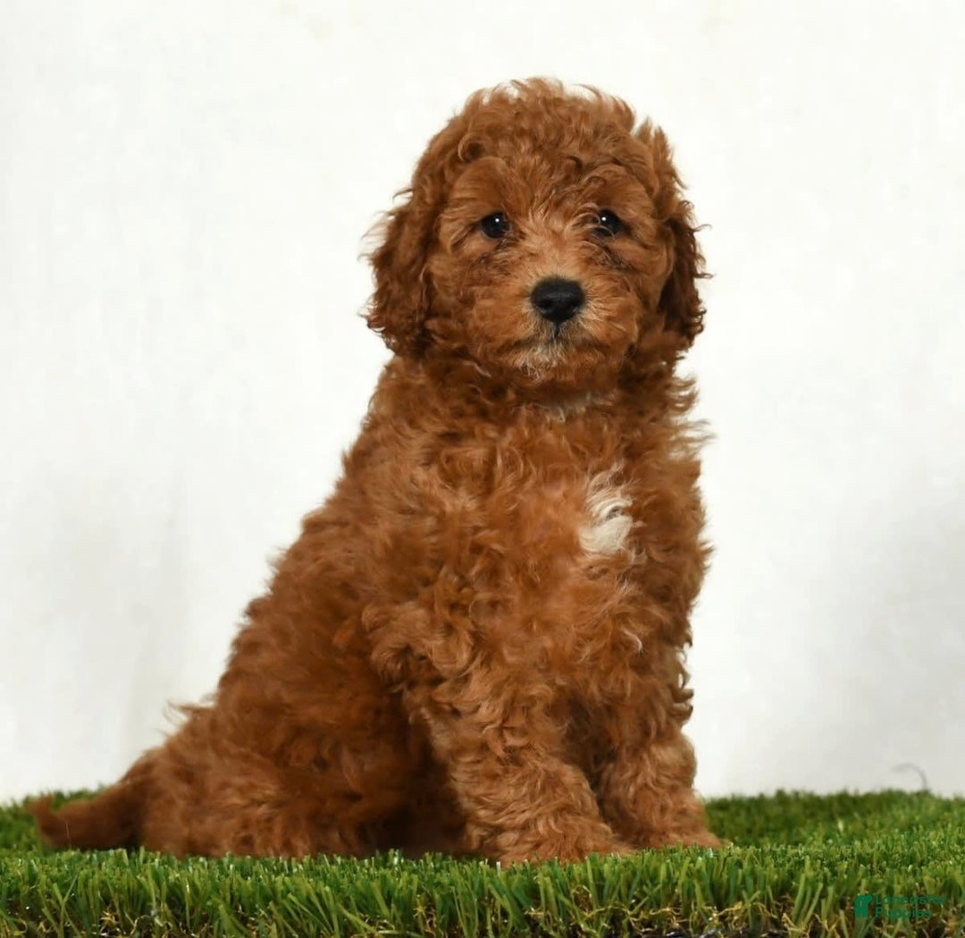 Mini Goldendoodle dogs for sale: Dixie - Image 5