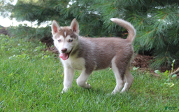 Siberian Husky dogs for sale: Reno - Image 14