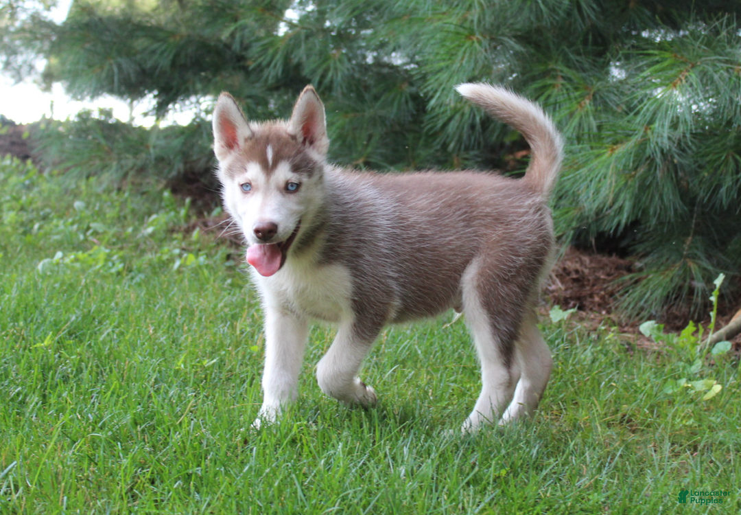 Siberian Husky dogs for sale: Reno - Image 14