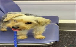 Yorkshire Terrier dogs for sale: Pepper - Image 5