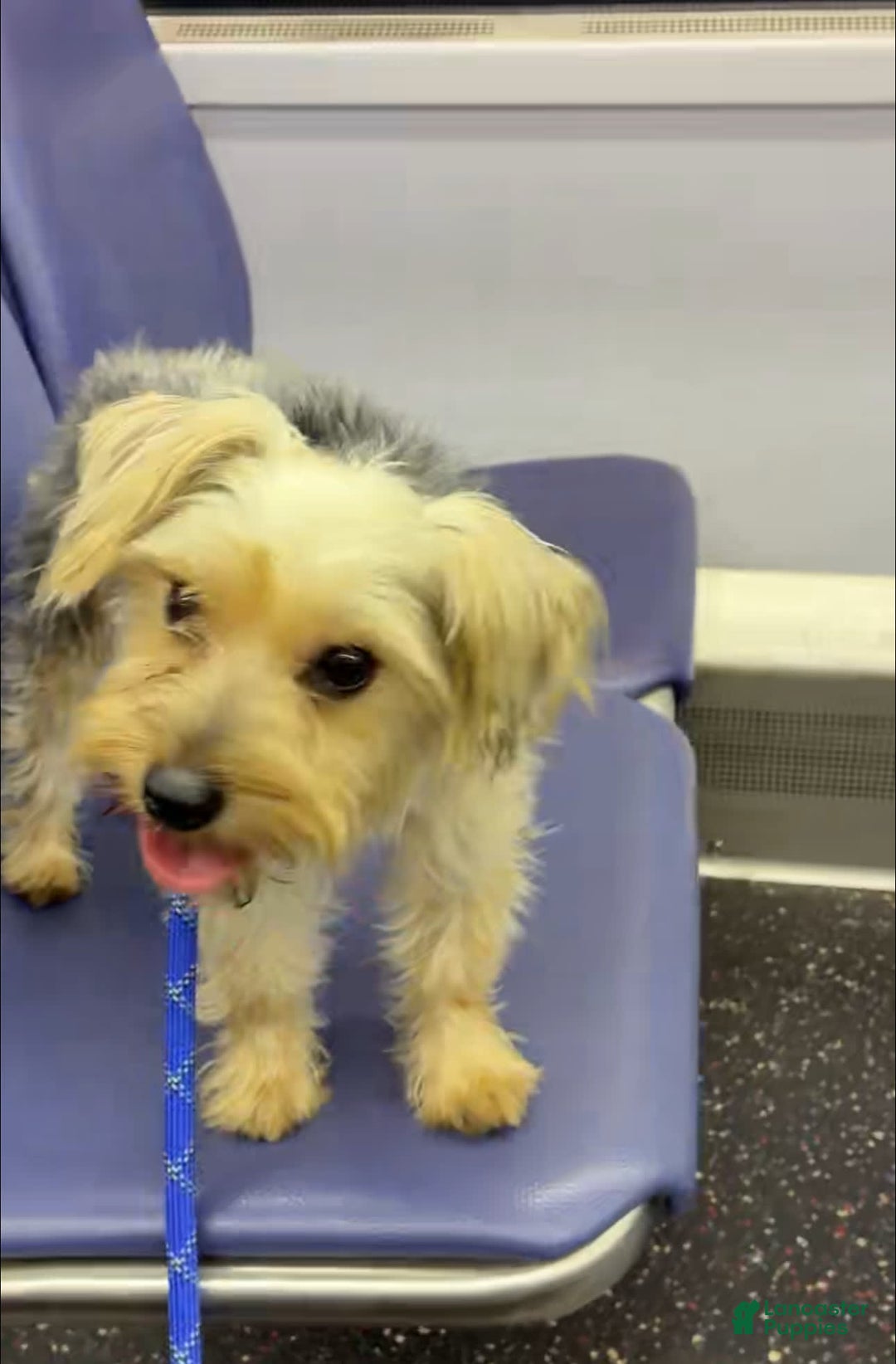 Yorkshire Terrier dogs for sale: Pepper - Image 5