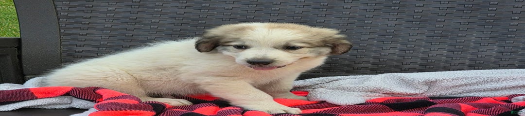 Ollie