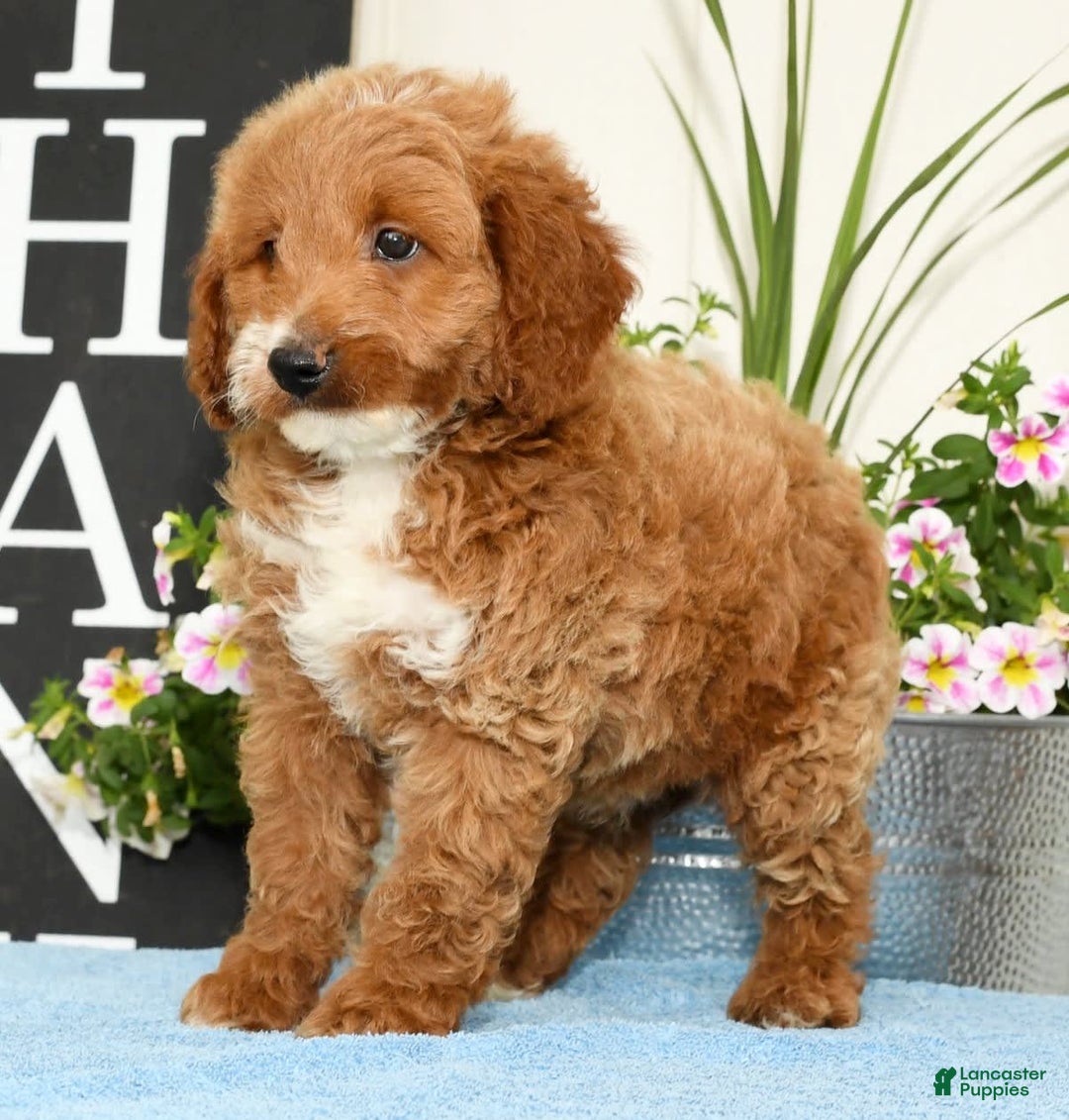Mini Goldendoodle dogs for sale: Quinn - Image 5