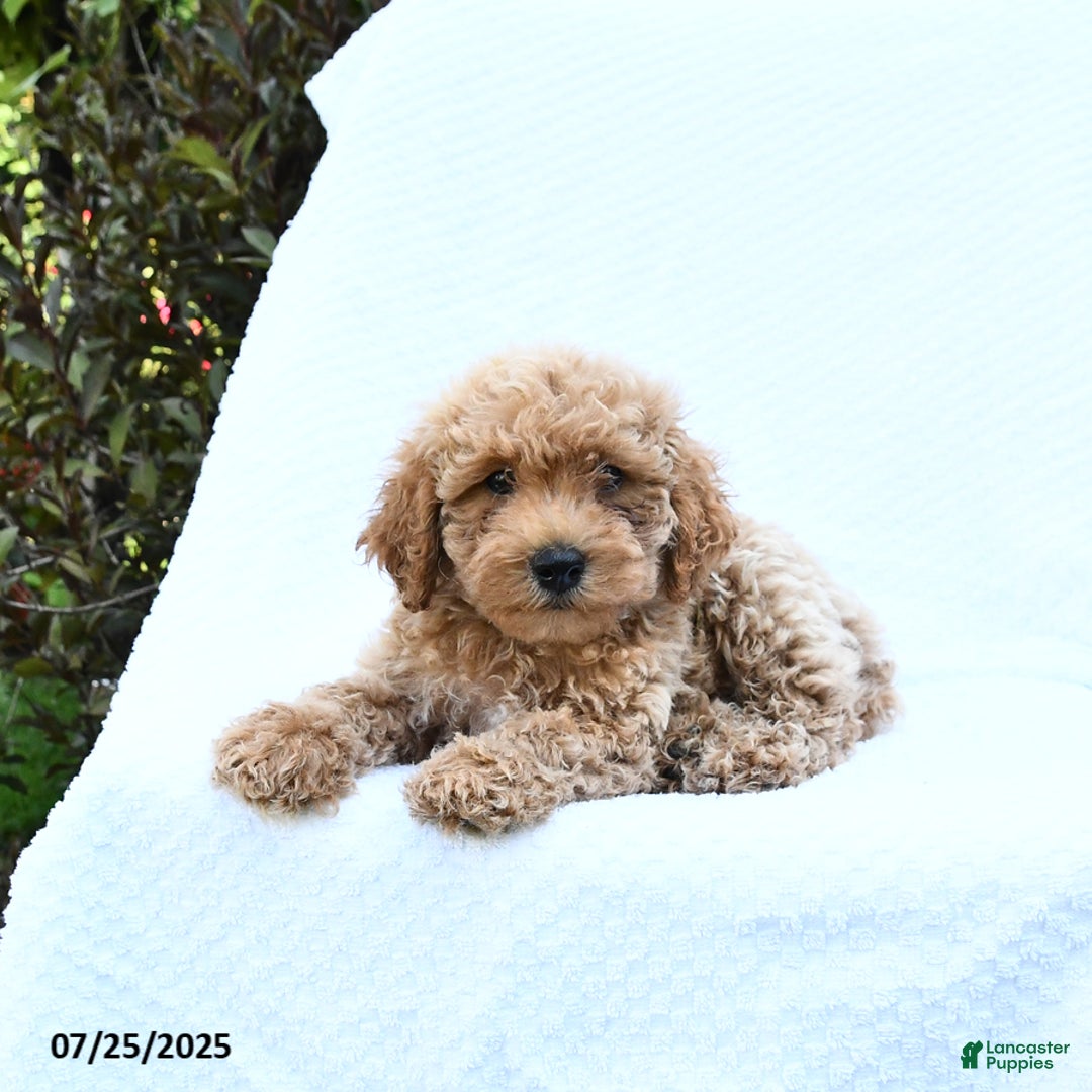 Cockapoo dogs for sale: Jonney - Image 2