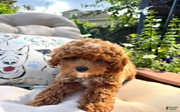 Cavapoo dogs for sale: Cavapoo 2 puppies - Image 6