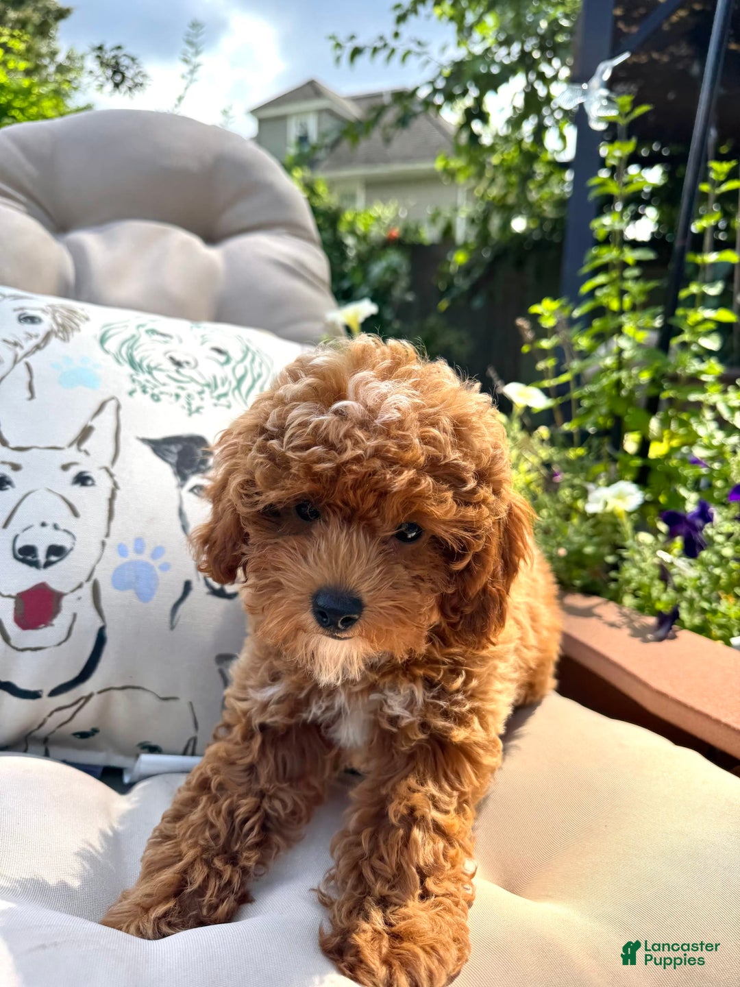 Cavapoo dogs for sale: Cavapoo 2 puppies - Image 6