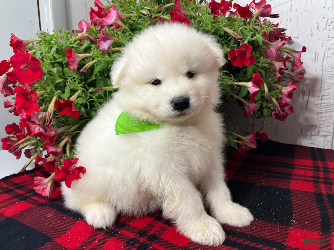 Samoyed dogs for sale: Gizmo - Image 2