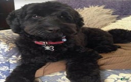Mini Bernedoodle dogs for sale: Courtney - Image 8