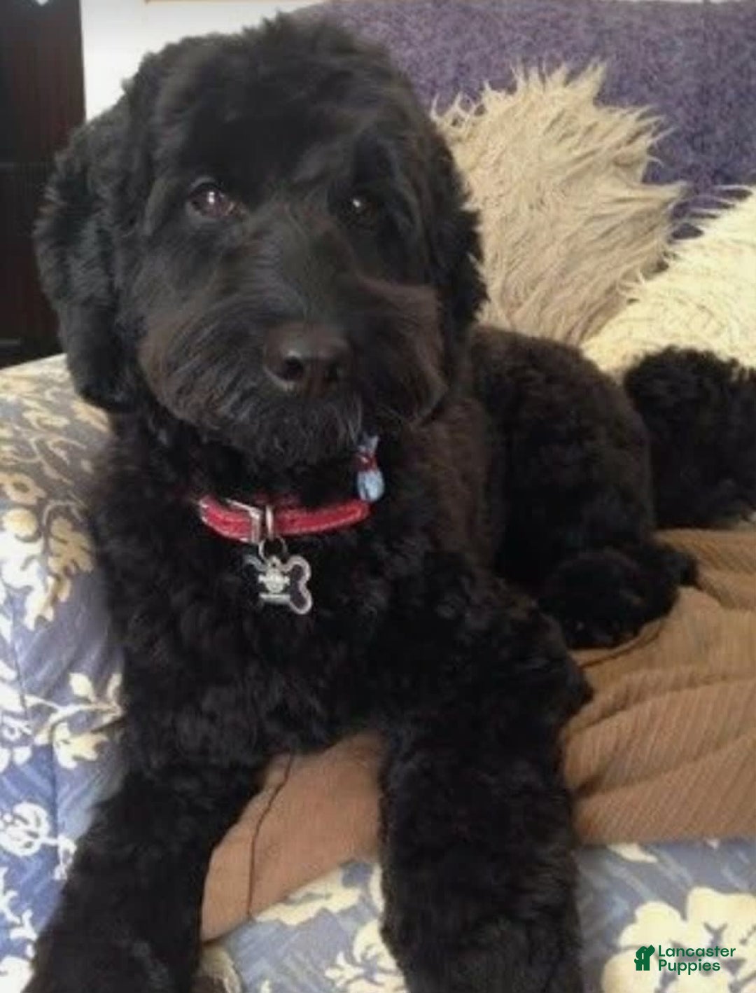 Mini Bernedoodle dogs for sale: Courtney - Image 8