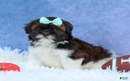 Shihpoo dogs for sale: King - Image 1