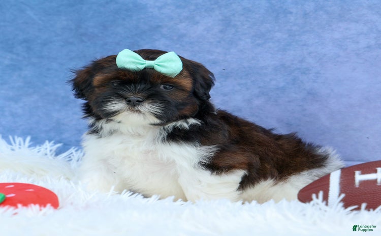 Shihpoo dogs for sale - Ad 1