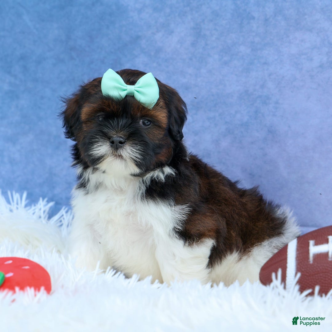 Shihpoo dogs for sale: King - Image 1