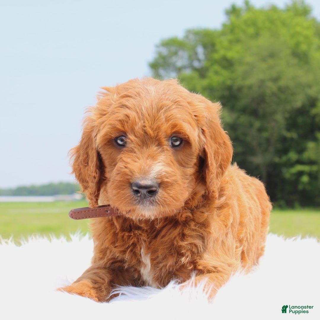 Irish Doodle dogs for sale: Viper - Image 3