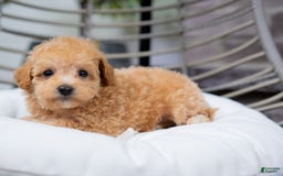 Maltipoo dogs for sale: Valentina - Image 6