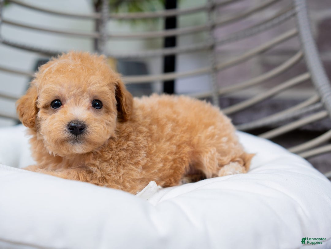 Maltipoo dogs for sale: Valentina - Image 6