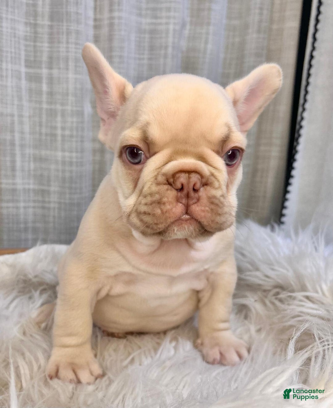 French Bulldog dogs for sale: Platinum Rojo Isabella Carrier Fluffy - Image 4