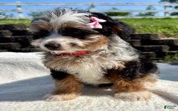 Australian Shepherd dogs for sale: Chloe Mini - Image 3