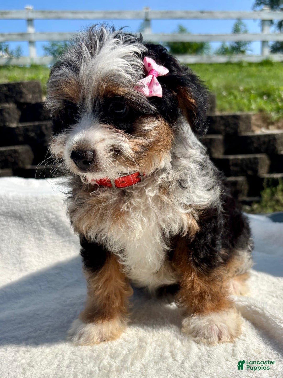 Australian Shepherd dogs for sale: Chloe Mini - Image 3