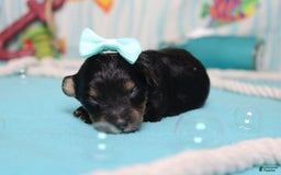 Mini Bernedoodle dogs for sale: Jan - Image 1
