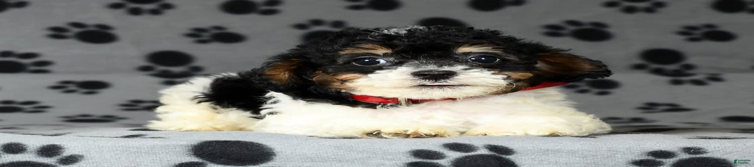 Jack