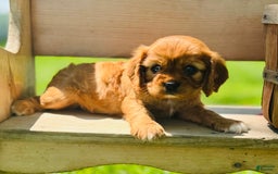 Cavalier King Charles Spaniel dogs for sale: Rose - Image 1