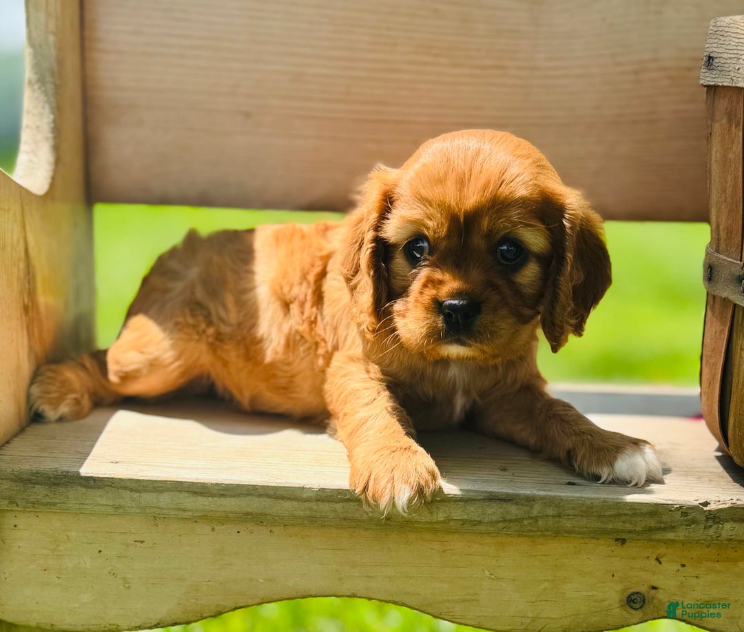 Cavalier King Charles Spaniel dogs for sale: Rose - Image 1