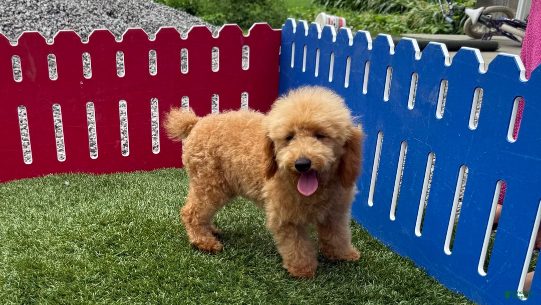 Toy Poodle dogs for sale: Cloey - Image 5