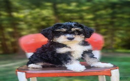 Mini Bernedoodle dogs for sale: Wilson - Image 4