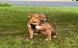 American Staffordshire Terrier dogs for sale: Galinda - Image 18