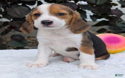 Beagle dogs for sale: Rosie - Image 6