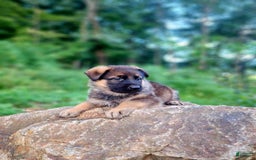 German Shepherd dogs for sale: Kaja - Image 9
