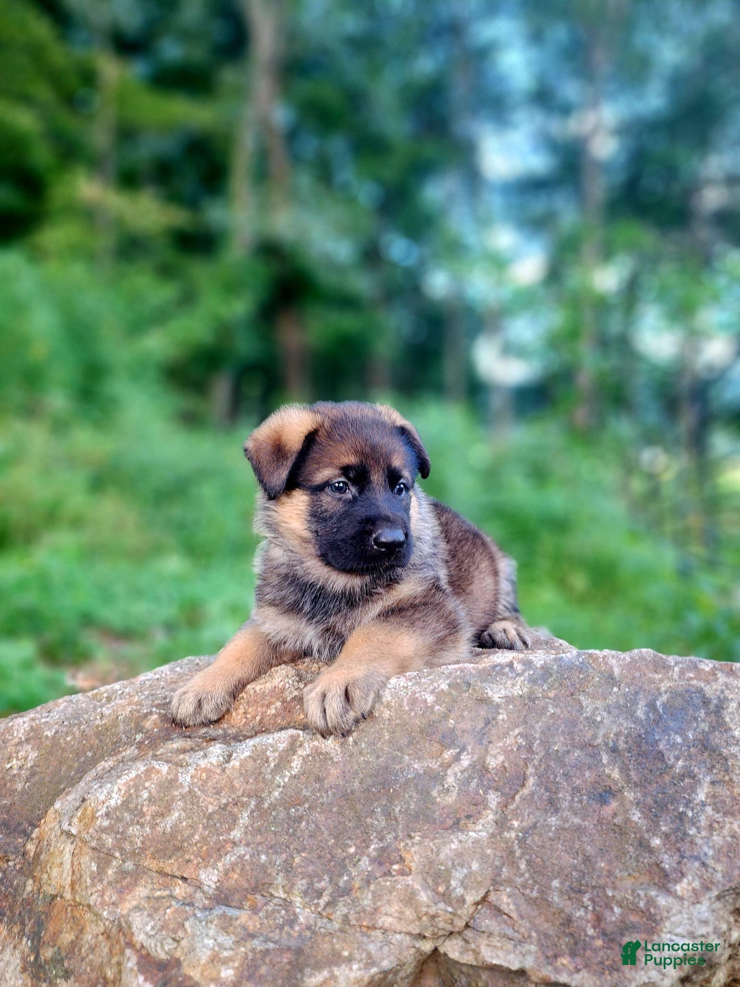 German Shepherd dogs for sale: Kaja - Image 9