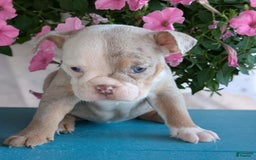 English Bulldog dogs for sale: Harper - Image 11