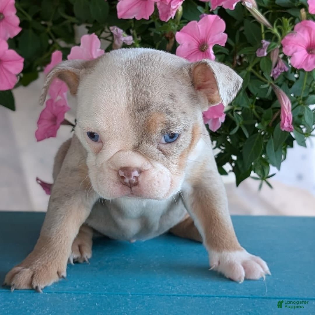 English Bulldog dogs for sale: Harper - Image 11