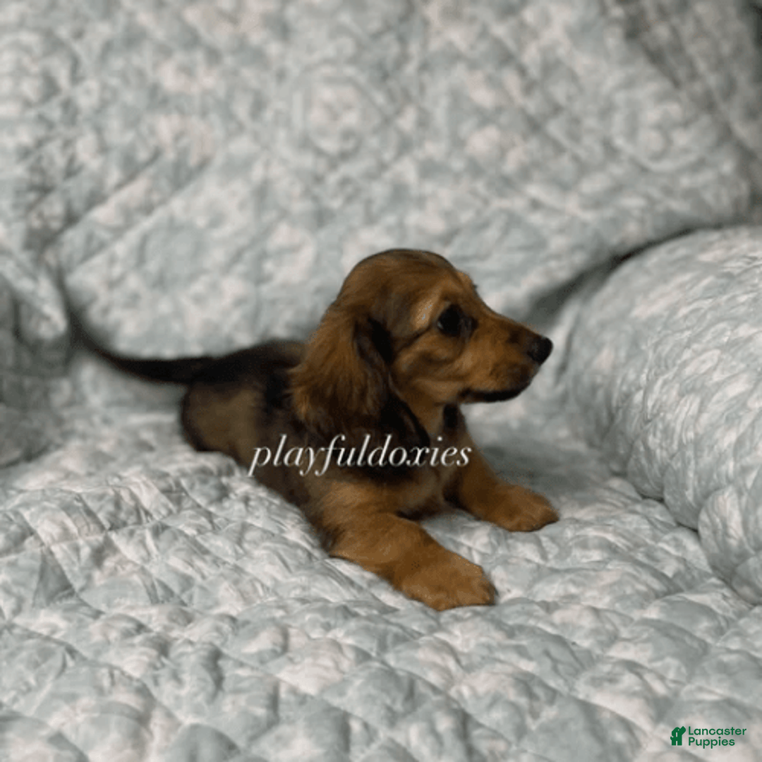 Dachshund dogs for sale: Shaded Cream Male - Image 1