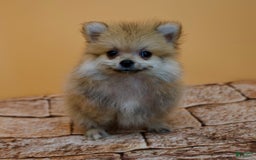 Pomeranian dogs for sale: Charlie - Image 8
