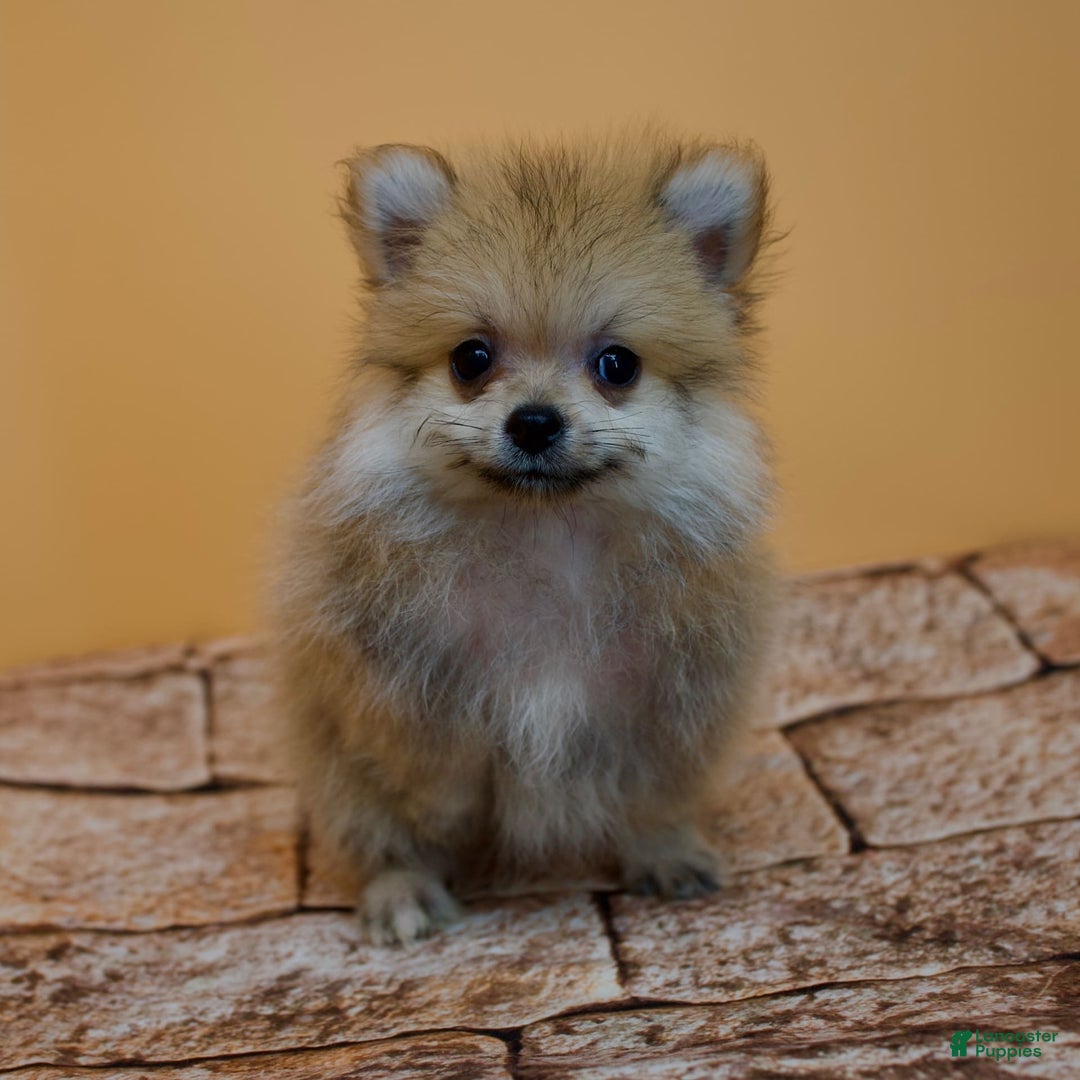 Pomeranian dogs for sale: Charlie - Image 8