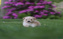 Havapoo dogs for sale: Miley - Image 2