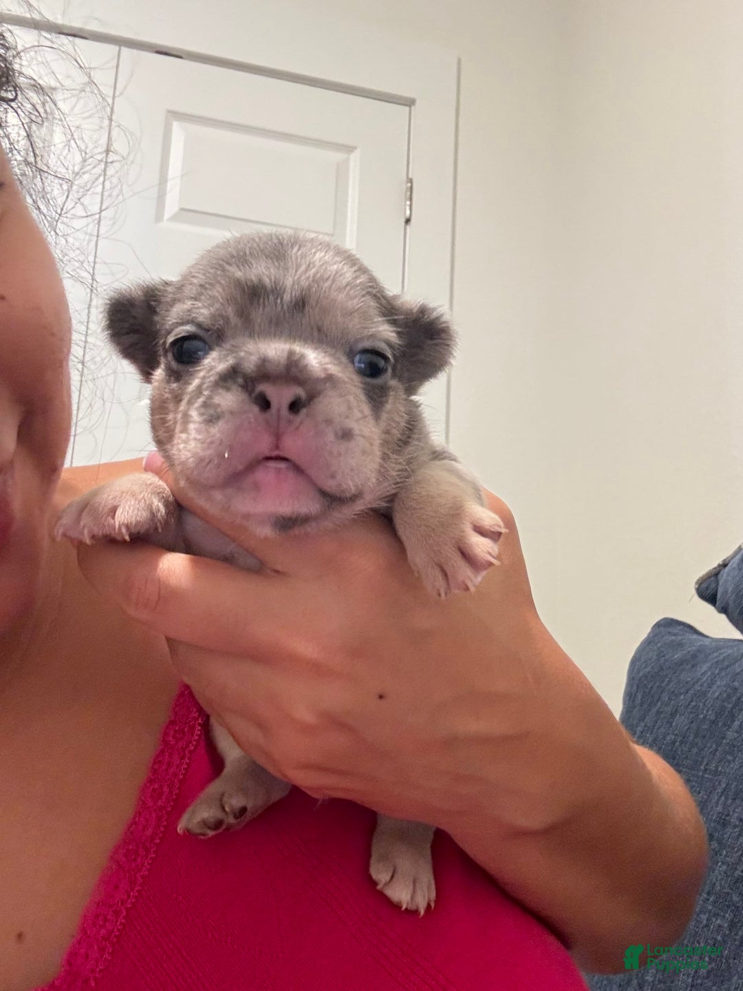 French Bulldog dogs for sale: Peewee - Image 4