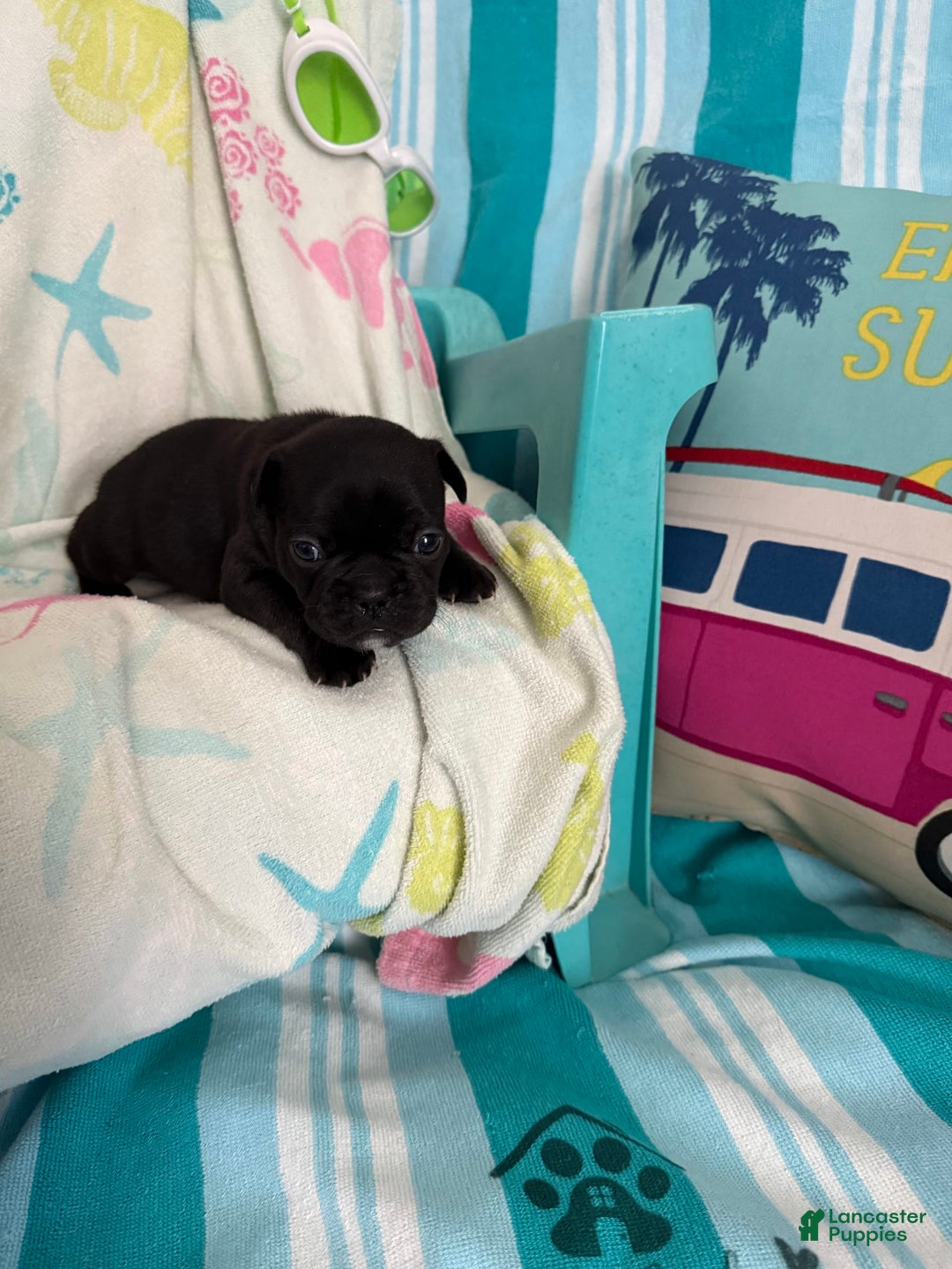 French Bulldog dogs for sale: Akc Black - Image 3